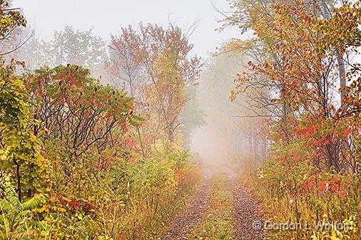 Autumn Trail In Fog_28507.jpg - Photographed near Lombardy, Ontario, Canada.